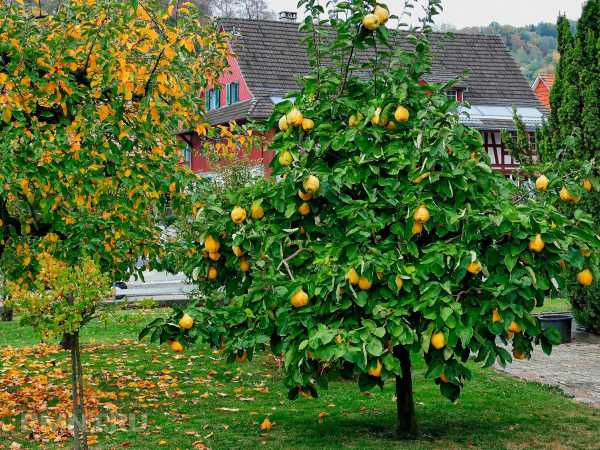 Как вырастить айву на участке Как вырастить айву на участке
