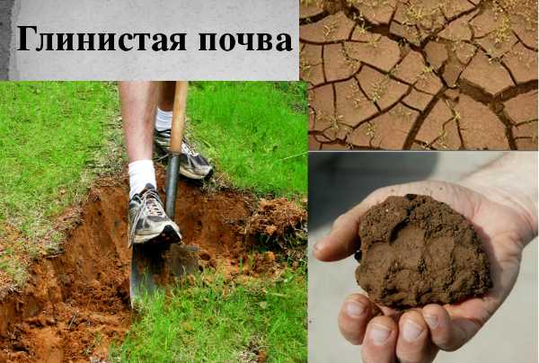 Какой фундамент делать на глинистой почве