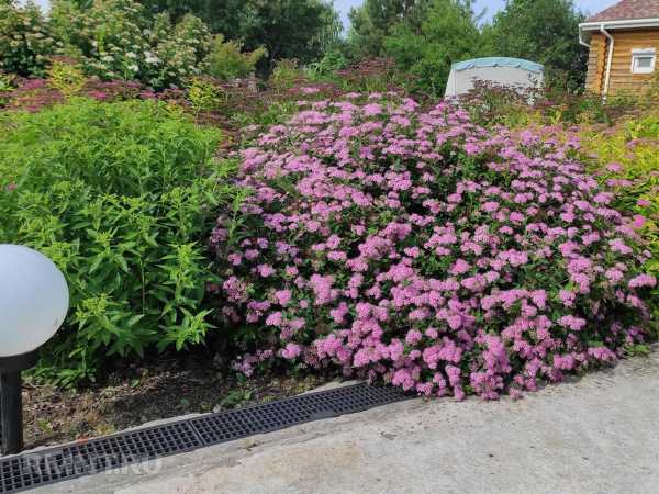 Как вырастить спирею на участке Как вырастить спирею на участке