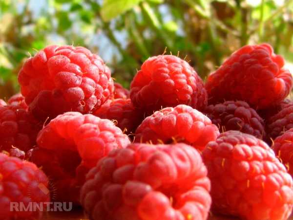 Лучшие сорта малины для выращивания на участке Лучшие сорта малины для выращивания на участке