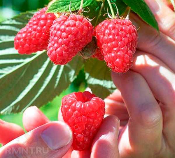 Лучшие сорта малины для выращивания на участке Лучшие сорта малины для выращивания на участке
