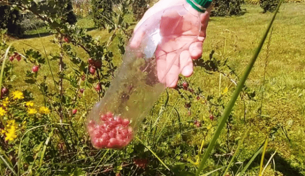 Самодельный комбайн для сбора ягод: из пластиковой бутылки, канистры, как сделать Самодельный комбайн для сбора ягод: из пластиковой бутылки, канистры, как сделать