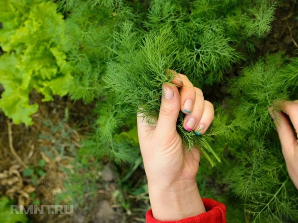 Зачем, как и&nbsp;когда обрезать укроп